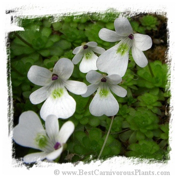 Pinguicula gracilis / 2+ plants