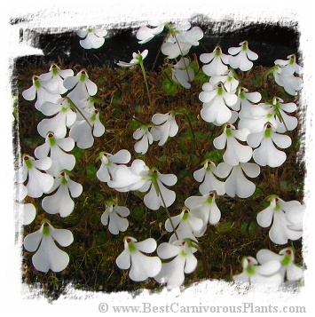 Pinguicula immaculata / 3+ plants