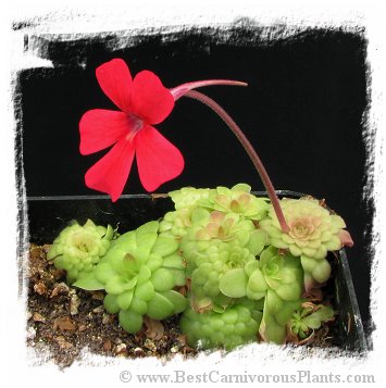 Pinguicula laueana {Crimson Red Flower} / 2+ plants