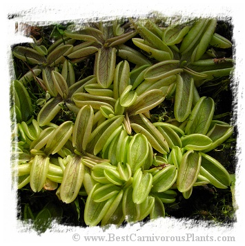 Pinguicula lusitanica {Valongo, Portugal} / 3+ plants