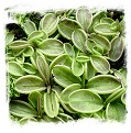 Pinguicula lusitanica {Geres, Portugal} / 3+ plants