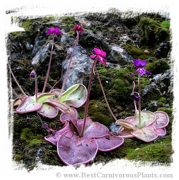 Pinguicula moranensis {Santiago Juxtlahuaca, Oaxaca, Mexico} / 2+ plants