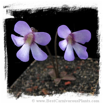 Pinguicula parvifolia / 1+ plant