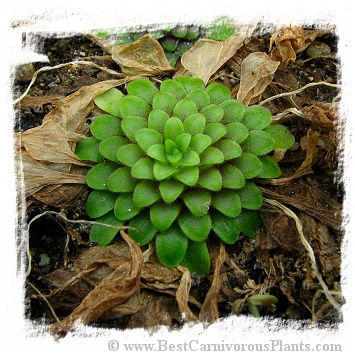 Pinguicula spec. Koehres / 2+ plants