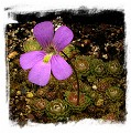 Pinguicula cv. Florian / 2+ plants