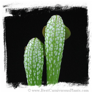 Sarracenia minor var. okefenokeensis {seedgrown individuals, Ware Co., Georgia, USA} / 10-30 cm