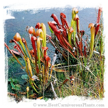 Sarracenia minor var. okefenokeensis {seedgrown individuals, Ware Co., Georgia, USA} / 10-30 cm