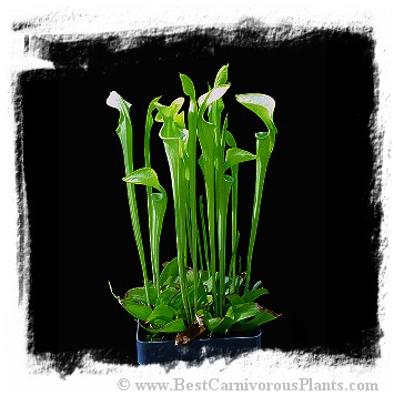 Sarracenia oreophila {TC-S18, De Kalb Co., AL, USA} / 15-30 cm