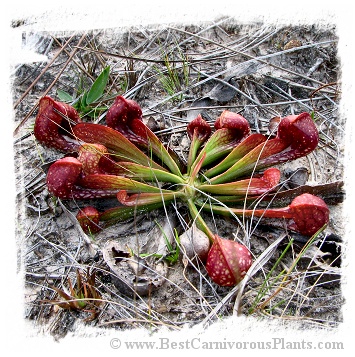 Sarracenia psittacina {different forms} / 1+ plant, size 3-8 cm