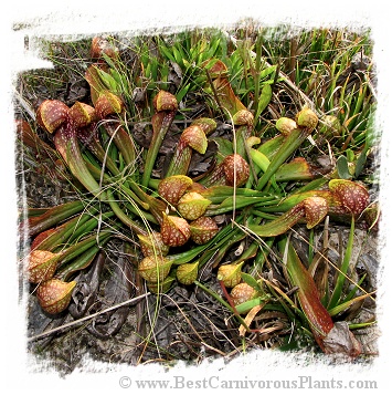 Sarracenia psittacina {Apalachicola, Liberty Co., FL, USA} / 2+ plants, 5-8 cm