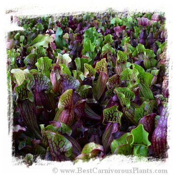 Sarracenia purpurea subsp. purpurea {seedgrown, Burlington Co., NJ, USA} / 6+ plantlets, size 2-4 cm