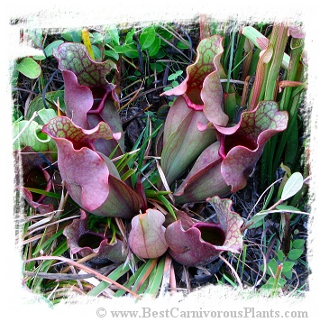 Sarracenia purpurea subsp. venosa var. burkii (15s)