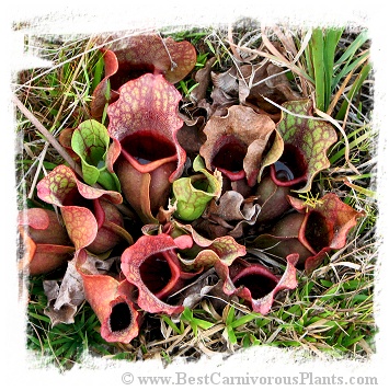 Sarracenia purpurea subsp. venosa var. burkii (15s)