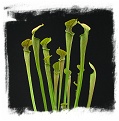 Sarracenia rubra ssp. jonesii {Caesars Head SF, S. Carolina, USA} / 8-20 cm
