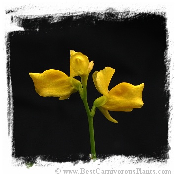 Utricularia adpressa