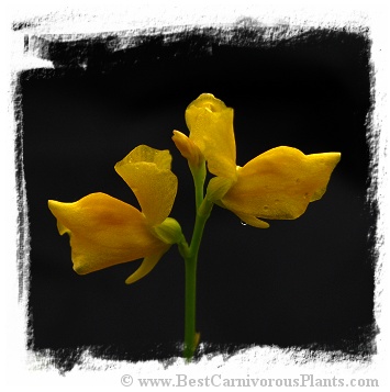 Utricularia adpressa