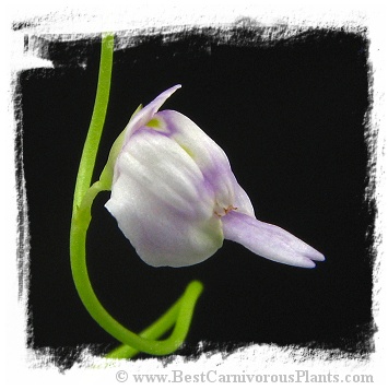 Utricularia aff. livida {Marojey, Madagascar}
