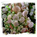 Utricularia amethystina {pink flw.}