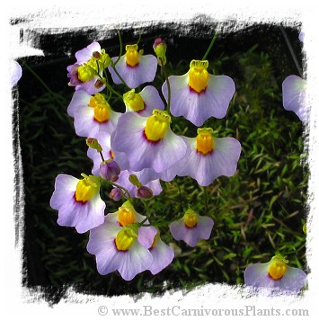 Utricularia bisquamata {Bettys Bay}