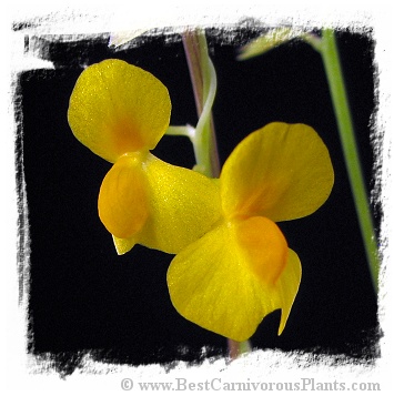 Utricularia involvens {Gunung Jerai, Malaysia, above 650 m}