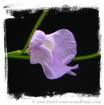 Utricularia livida {Rwanda}