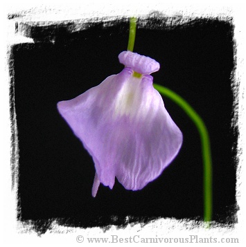 Utricularia livida {Rwanda}
