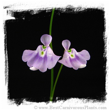 Utricularia microcalyx