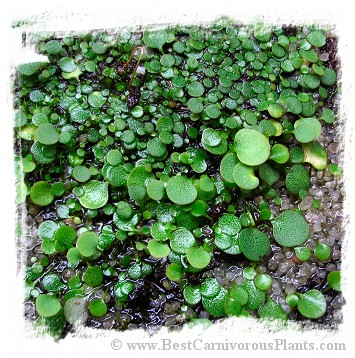 Utricularia nephrophylla {pink flower}