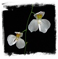 Utricularia nephrophylla x U.geminiloba