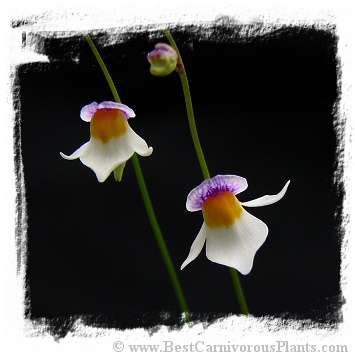 Utricularia blanchetii {white flower, Chapada Diamantina, Bahia, Brazil}