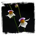 Utricularia blanchetii {white flower, Chapada Diamantina, Bahia, Brazil}