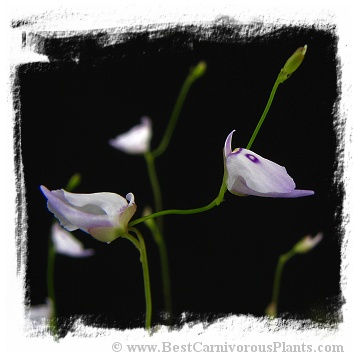 Utricularia pubescens {Ilu Tepui}