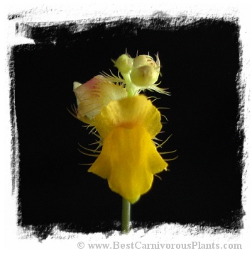Utricularia scandens {Yunan, China} 