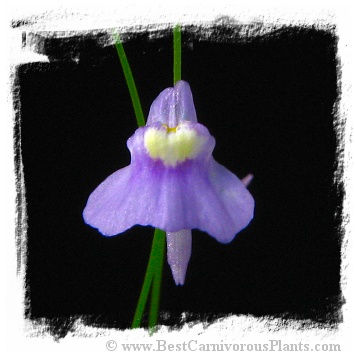 Utricularia spec. Kerala {India}