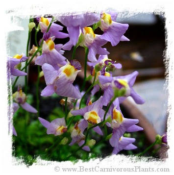 Utricularia warburgii {Zhejiang, Southeastern China}